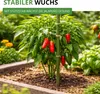 Chili Early Jalapeno Samen - Capsicum annuum - Chilisamen - Produktbild-Vorschau 7