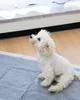 Hygienewinterlagen Saugfähige Matten für Hund Katze Produktbild-Vorschau 5