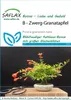 SAFLAX - Trpasličí granátové jablko - Punica granatum nana Náhľad obrázku produktu 10