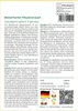 SAFLAX - Garden in the Bag - Winterharter Pfauenstrauch - Produktbild-Vorschau 3