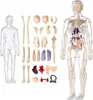 A collection of anatomical models of the human body, including a skeleton and internal organs, laid out separately and assembled within a transparent torso. Anteprima dell’immagine prodotto