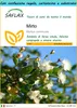 SAFLAX Set regalo - Mirto - 30 semi - Myrtus Anteprima dell’immagine prodotto 1