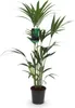 Green boutiQ - Zimmerpflanze - Howea Forsteriana - Produktbild-Vorschau 2