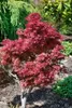 Acer palmatum 'Shaina', Japanischer Ahorn, kompakt, 60–80 Produktbild-Vorschau 11