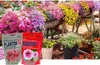 Two bags of plant fertilizer in front of a display of colorful flowering plants. Náhled obrázku produktu