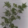 Grüner Schlitzahorn Emerald Lace - Acer palmatum  40-80 cm Produktbild-Vorschau 1