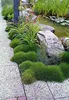 A garden path next to a pond with various plants, including ornamental grasses and flowering plants. Produktbild-Vorschau