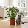 Green boutiQ - Zimmerpflanze - Philodendron - Philodendron Produktbild-Vorschau 5