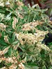 Pieris japonica 'Variegata', Japanische Lavendelheide, Produktbild-Vorschau 6