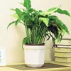 COM-FOUR® 6x Blumen- und Staudenhalter 28cm - Strauchstütze Produktbild-Vorschau 2
