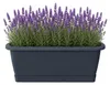 Truhe mit Schale RESPANA SET anthrazit 49,0 cm Produktbild-Vorschau 2