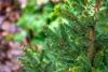 Picea abies 'Will's Zwerg', Fichte, kompakt, 50–60 cm Produktbild-Vorschau 6