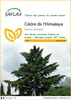 SAFLAX  - Cèdre de l'Himalaya - 35 graines - Cedrus Voir les images du produit 1