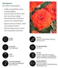 Dehner Rose Zwergrose Orange Babyflor®, Züchter Tantau, Produktbild-Vorschau 2