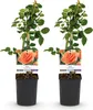 GreenboutiQ - Kletterrose - Rosa Orange Climber - Blüte Produktbild-Vorschau 1