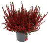 Calluna vulgaris – 6er-Set – Besenheide – Heidekraut – Produktbild-Vorschau 4