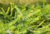 A close-up shot of a young pine tree branch with needles. Produktbild-Vorschau
