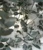 BALDUR Garten 1x Winterharter Eukalyptus Azura® im Produktbild-Vorschau 7