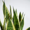 Bloomique - Sansevieria Laurentii - Bogenhanf - Sukkulenten Produktbild-Vorschau 6