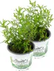 Enseleits 2er Set Gewürztagetes Orange Gem, Tagetes Produktbild-Vorschau 1