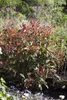 Photinia fraseri 'Red Robin', Glanzmispel, rot, 60–80 cm Produktbild-Vorschau 4