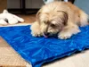TrendPet Arctic Komfort, tappetino rinfrescante per cani, Anteprima dell’immagine prodotto 3