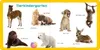 Meine ersten 100 Tiere Produktbild-Vorschau 7