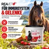 REAVET Premium Hagebuttenpulver 1kg – Naturrein, Stärkt Produktbild-Vorschau 2