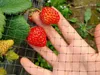 A hand holding strawberries in front of a net, with strawberry plants in the background. Náhled obrázku produktu