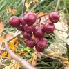 A close-up of a cluster of dark red berries on a branch with some yellowing leaves. Náhled obrázku produktu