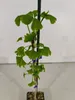 Set mit 4 Japanischer Walnussbaum – Ginkgo biloba – Höhe Produktbild-Vorschau 5
