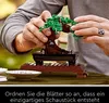 Bonsaj Náhľad obrázku produktu 40