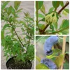 Sibirische Blaubeere `Eisbär´ Blaubeerstrauch Produktbild-Vorschau 2