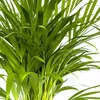 Dypsis Areca Lutescens – Goldfruchtpalme – Zimmerpflanze Produktbild-Vorschau 2