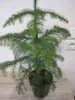 Araucaria heterophylla - Zimmertanne - Norfolktanne - Produktbild-Vorschau 3