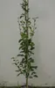 Säulenbirne `Condo´ 150-175cm Birnenbaum Produktbild-Vorschau 4