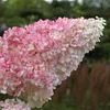 GreenboutiQ - Rispenhortensie - Hydrangea panniculata Produktbild-Vorschau 5