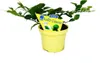 Kaffir Lime - Citrus hystrix - 2 Plantes - Kaffir Lime  Voir les images du produit 1