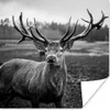 MuchoWow® Poster Tiere - Hirsch - Geweih - Schwarz und weiß Produktbild-Vorschau 1