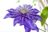 Clematis Hybride 'Multi Blue', Clematis, blau, 80–100 cm Produktbild-Vorschau 1