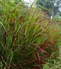 Stauden Gänge 5 x Panicum virgatum 'Shenandoah' im 1 Liter Produktbild-Vorschau 3