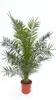 Palme XXL 160 cm Phoenix canariensis, kanarische Produktbild-Vorschau 2