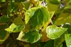 Lot de 4 lierres du Caucase – Hedera colchica « Dentata Voir les images du produit 3