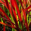 Stauden Gänge 1 x Imperata cylindrica 'Red Baron' im 1 Produktbild-Vorschau 4