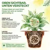 Thripse-Frei Bundle – Raubmilben, Orius & Nematoden Produktbild-Vorschau 4