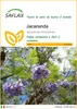 SAFLAX  - Jacaranda - 50 semi - Jacaranda Anteprima dell’immagine prodotto 1