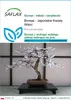 SAFLAX - Bonsai - Japońskie Kwiaty Wiśni - 30 Nasiona - Podgląd zdjęcia produktu 1