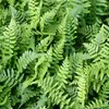 6 x Goldschuppenfarn - Dryopteris affinis  | Topf 9cm x 9cm Produktbild-Vorschau 2