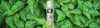 Geruchsneutralisierer, Patchouli, 600 ml, ONE SHOT Produktbild-Vorschau 6