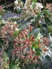 Mittelmeer Schneeball Eve Price Stamm - Viburnum tinus Eve Produktbild-Vorschau 3